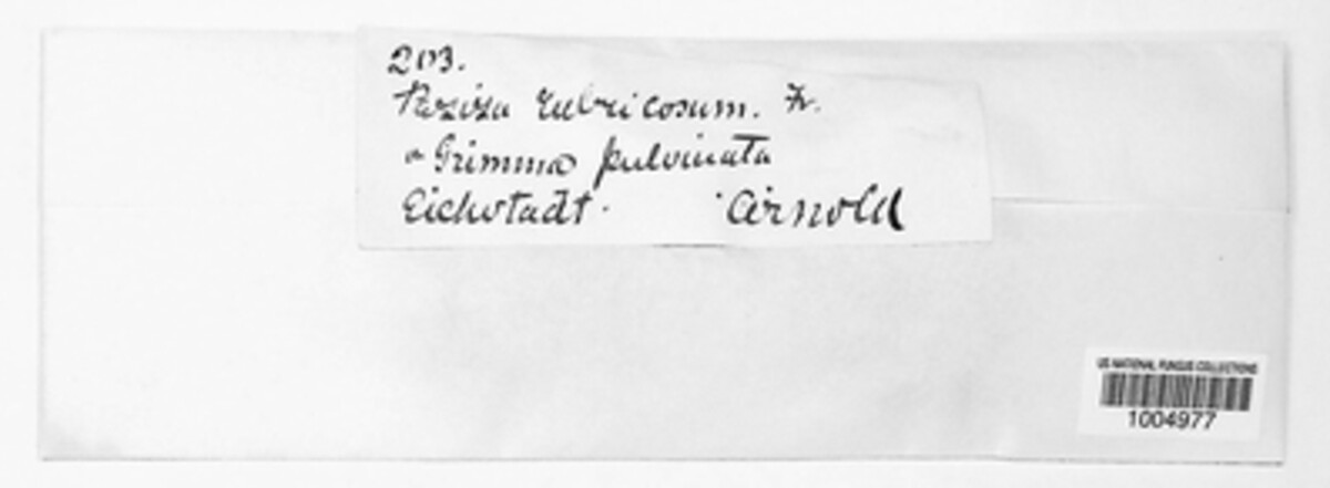 Octospora rubricosa image